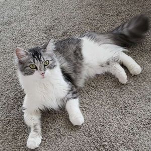 Meet your Posher, Samantha